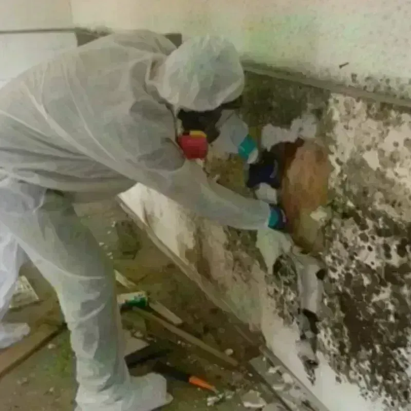 Mold Remediation and Removal in Brussels, WI